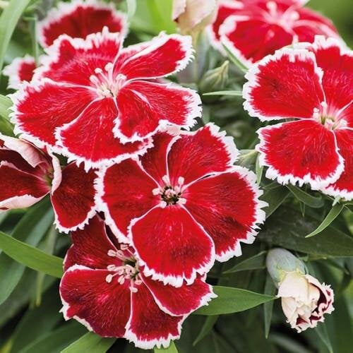 Семена цветов Гвоздика китайская Divinity scarlet bicolor HemGenetics 50 шт. (BN13100-3)
