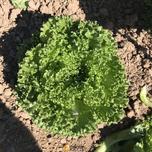 Семена Салат Лалик ТД Гекса-Украина 01-26-166 5000 шт. (IR01585)