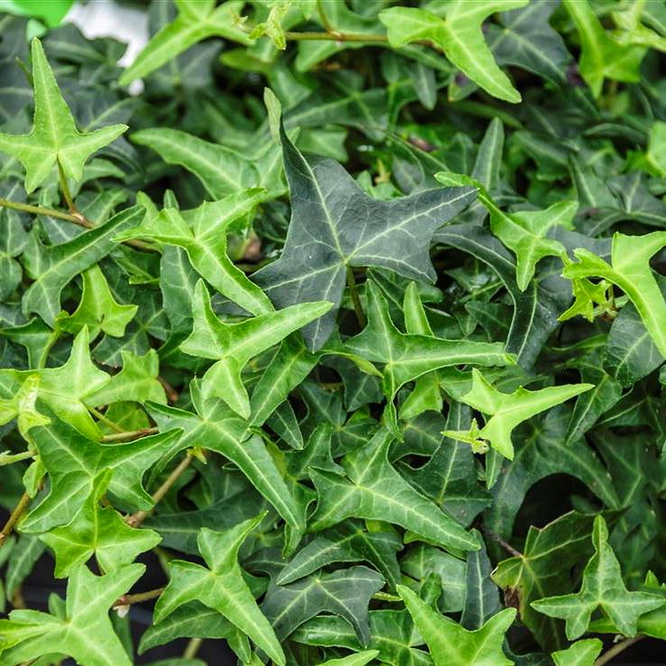 Плющ звичайний Сагіттіфолія Hedera helix Sagittaefolia 3 шт. (38294088)