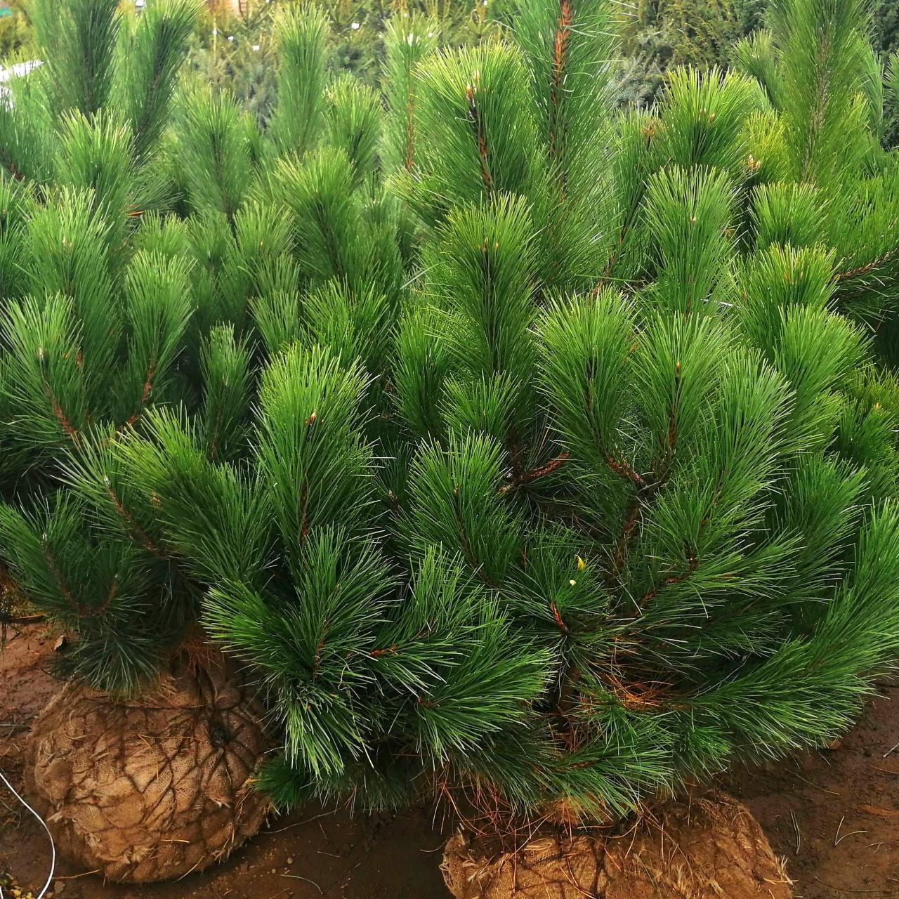 Сосна Чорна Нігра Pinus Nigra 3 шт. (38285371)