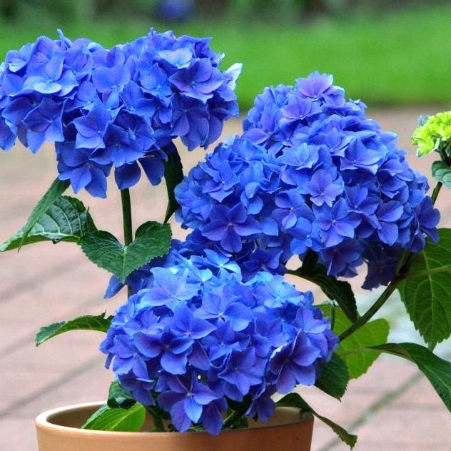 Саженец гортензии Hydrangea macrophylla Nikko Blue Р9 (1037380802)