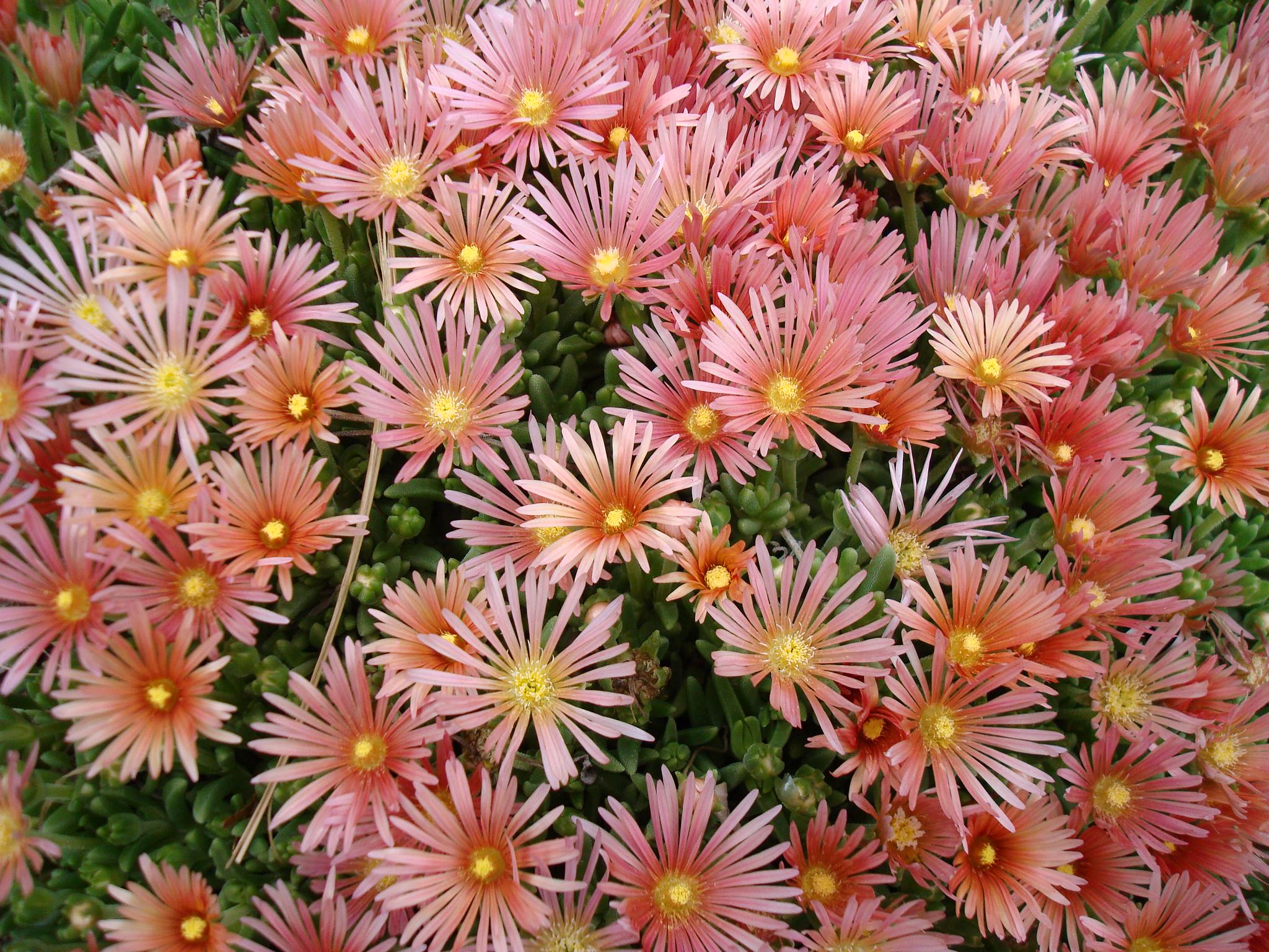 Делосперма Келаидис Delosperma Kelaidis 3 шт. (38291587)