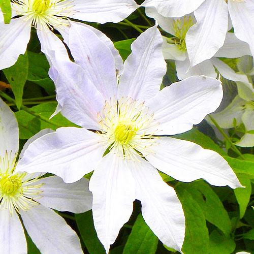 Клематис Etoile Nacre Florium
