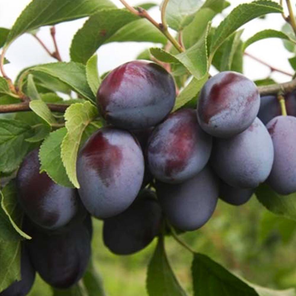 Саженец сливы Богатырь 2 летний (14965900)