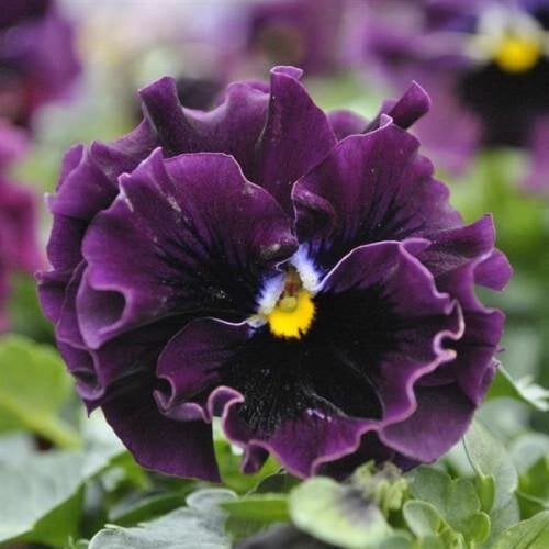 Семена цветов Виола рогатая PanAmerican Frizzle Sizzle Mini F1 Purple Shades 100 шт. (BN10154-3)