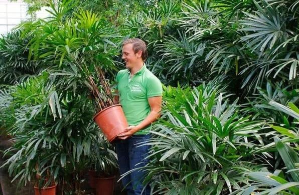 Семена рапис высокий Rhapis excelsa бамбуковая пальма 5 шт. - фото 5 Семена рапис высокий Rhapis excelsa бамбуковая пальма 5 шт. - фото 5