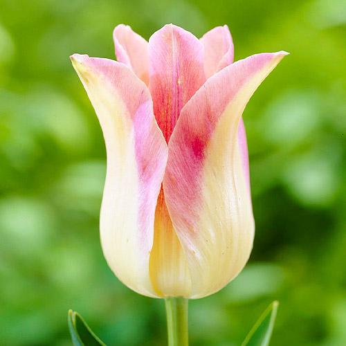Тюльпан Florium Elegant Lady (7960)