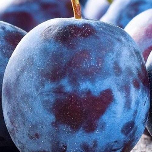 Сажанец Слива Кубанская ранняя летний сорт ранний срок созревания (37354)