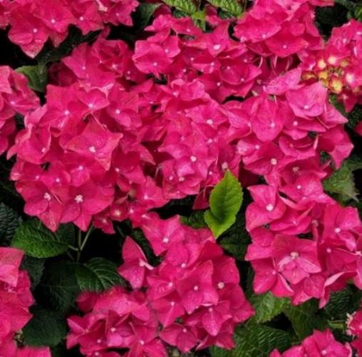 Саджанець гортензії крупнолистної Hydrangea macrophylla Speedy Red Purple Blue Р9 (1531738355) - фото 2