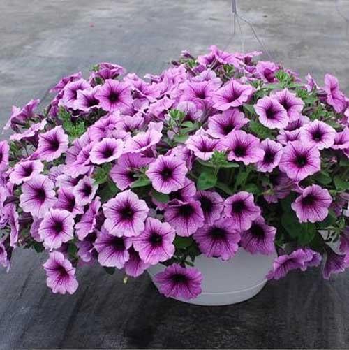 Семена Петуния ампельная Easy Wave F1 Plum vein ТД Гекса-Украина 02-01-221 25 шт. (IR003299)