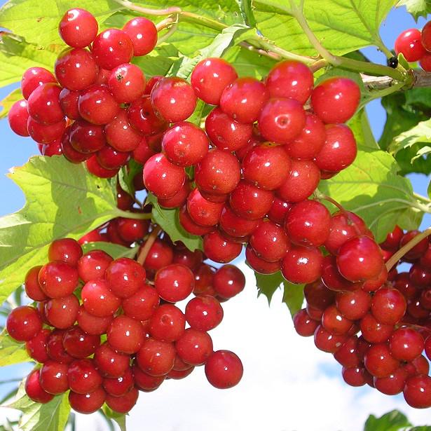 Саджанець калини червоної Садова 1 Vibumum opulus рання червона (644463473) Саджанець калини червоної Садова 1 Vibumum opulus рання червона (644463473)