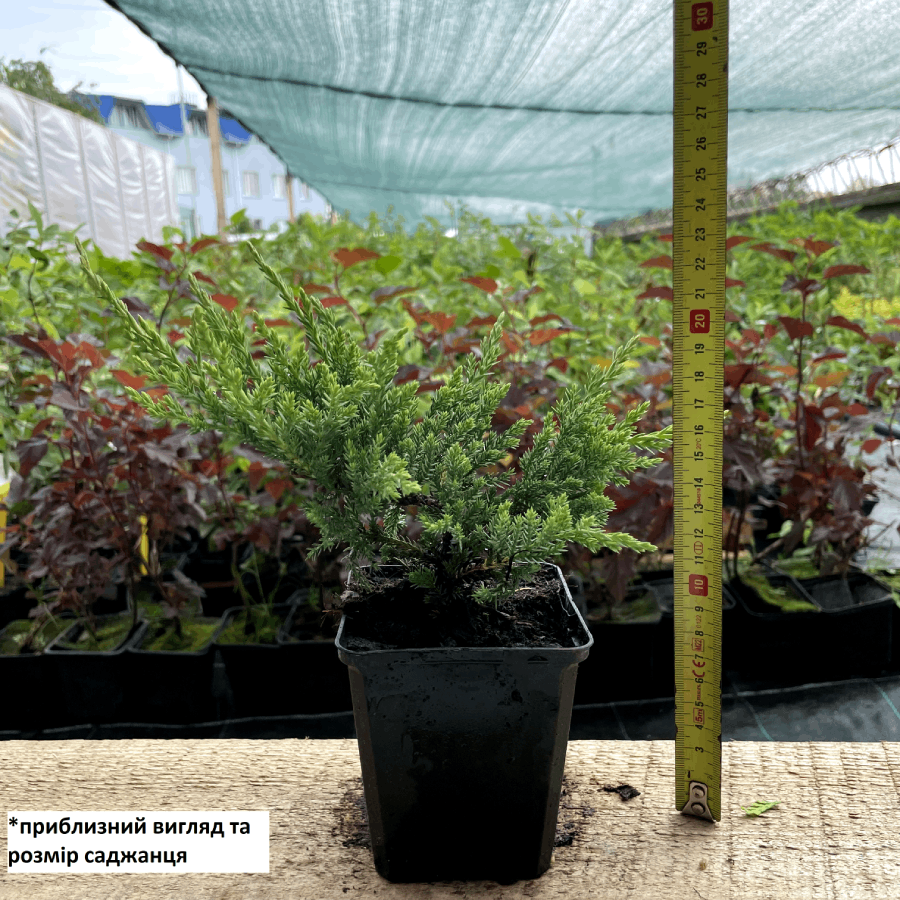 Саджанець ялівцю горизонтального Juniperus horizontalis Prince of Welles Р9 (644866251) - фото 2