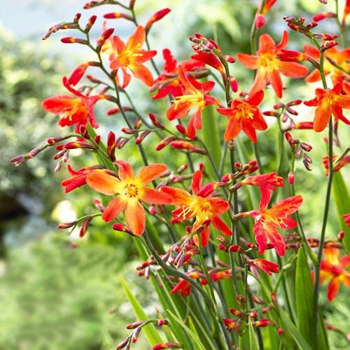 Крокосмия Florium Carmine Brilliant (10319)
