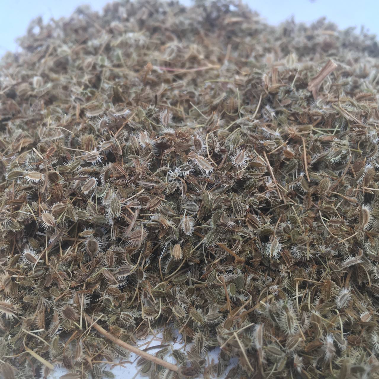 Семена дикой моркови Карпаты 50 г (6299f34c2f7e2b47fa2672c3) Семена дикой моркови Карпаты 50 г (6299f34c2f7e2b47fa2672c3)