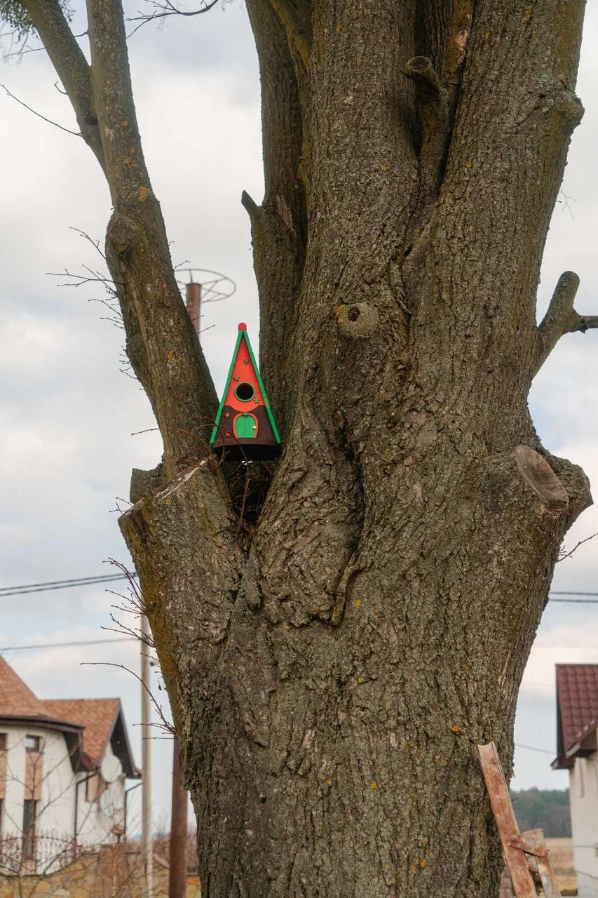 Дом для птиц Андромеда из древесины 325х290х210 мм Светло-Зеленый - фото 5 Дом для птиц Андромеда из древесины 325х290х210 мм Светло-Зеленый - фото 5