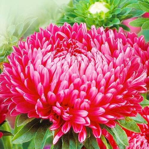 Семена Астра Florium Кинг Сайз (17447)