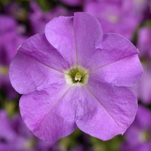 Семена цветов Петуния крупноцветковая Tritunia F1 Lavender Syngenta 50 шт. (BN07465-3)