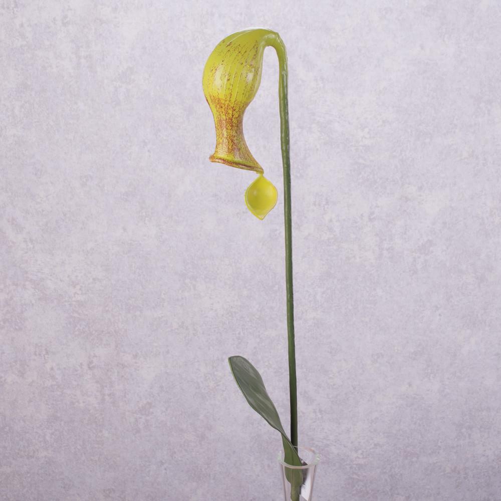 Цветок комахоед