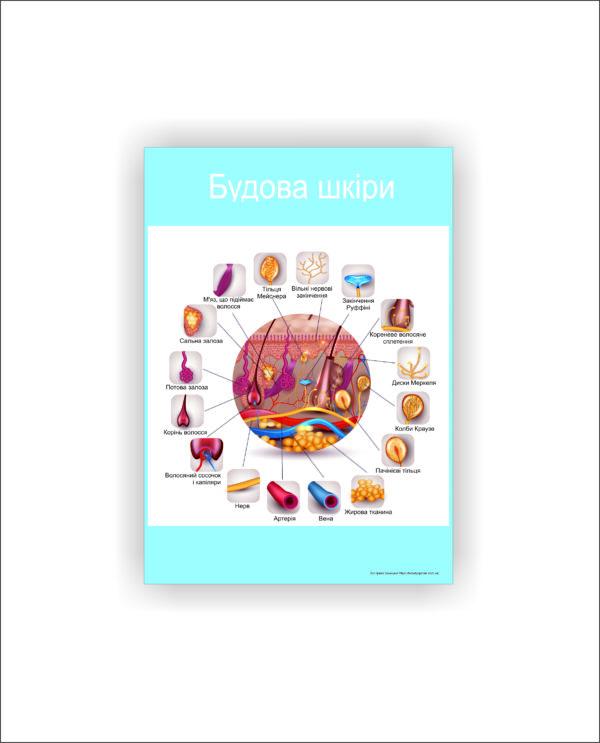 Плакат Vivay "Строение кожи" 30х40 см (25786565)