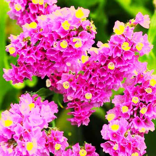 Семена Кермек Florium Американ Бьюти (6095)