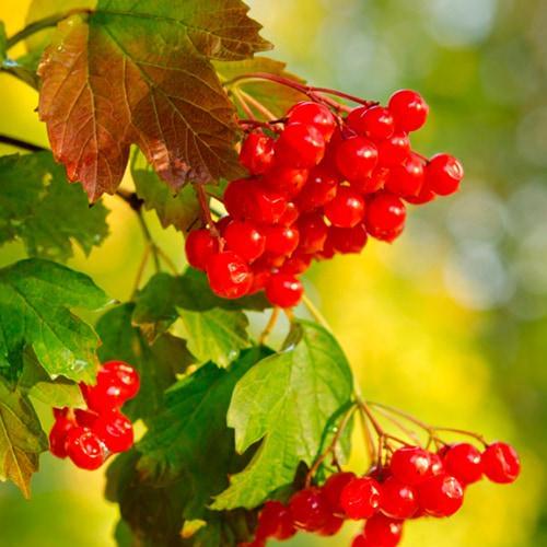 Саджанець Калина Рубінова ранній термін дозрівання (178686) Саджанець Калина Рубінова ранній термін дозрівання (178686)