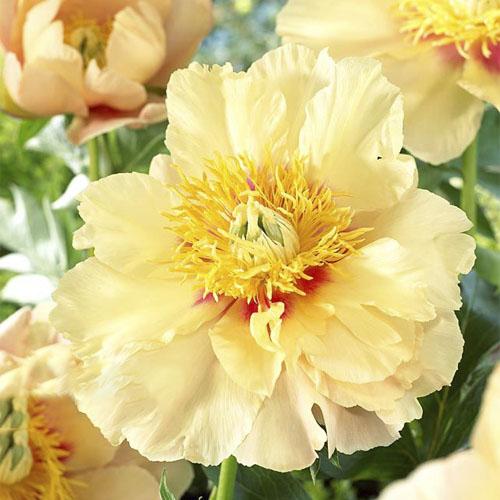 Пион Florium ITOH Prairie Charm (5808)