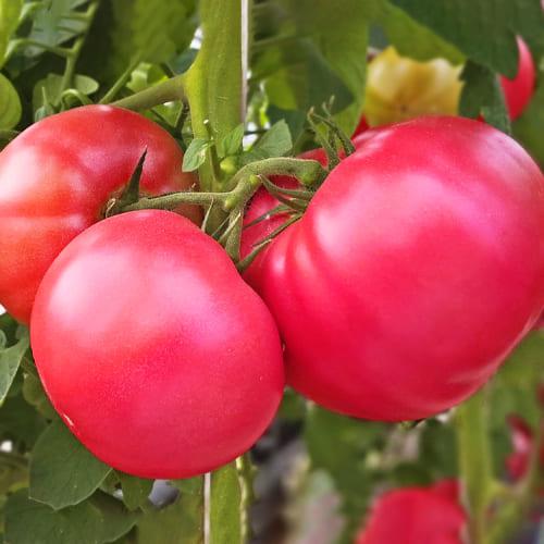 Насіння Томат Florium Торбей F1 (4900) - фото 3