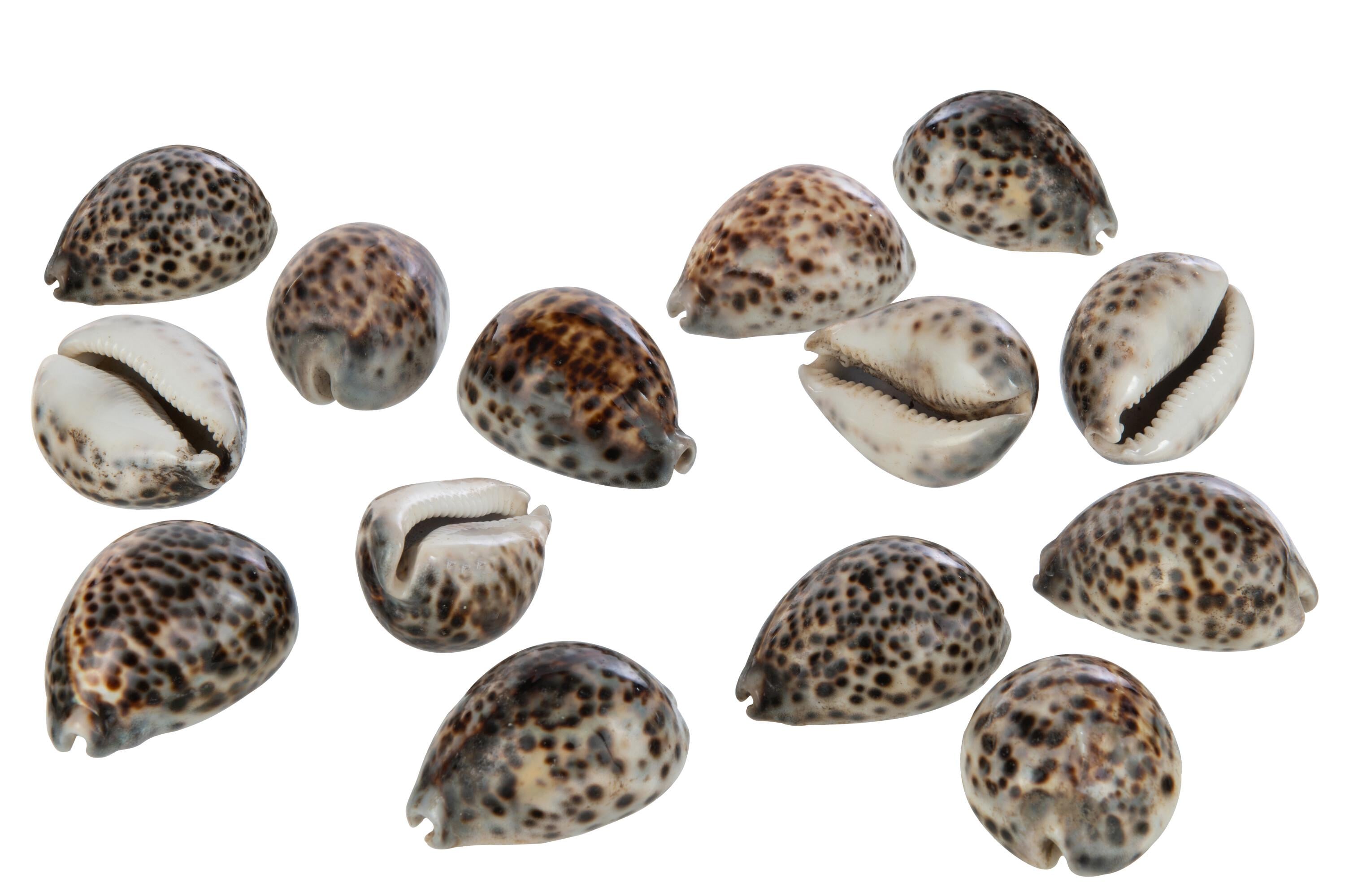 Мушлі натуральні J-LINE 7х7 см 14 шт.