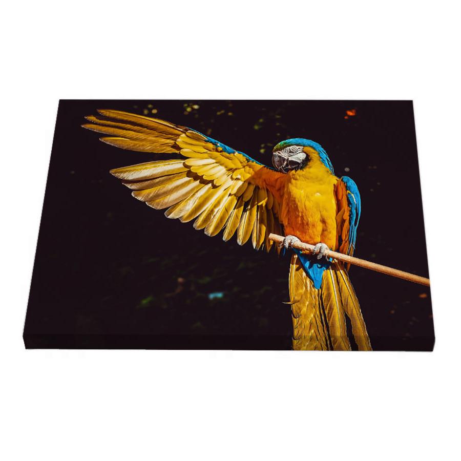 Постер Riviera Blanca Синьо-жовтий ара 40x50 см (ПС50-118)