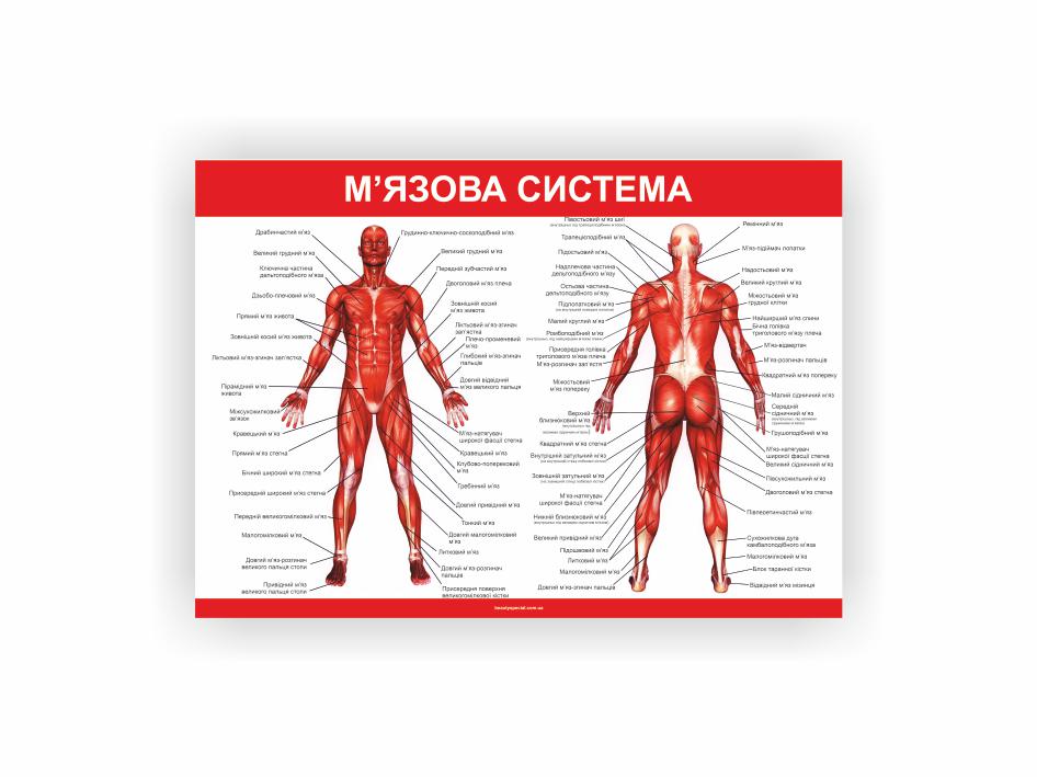 Плакат Vivay "Мышечная система 30х40 см (" 25789780)