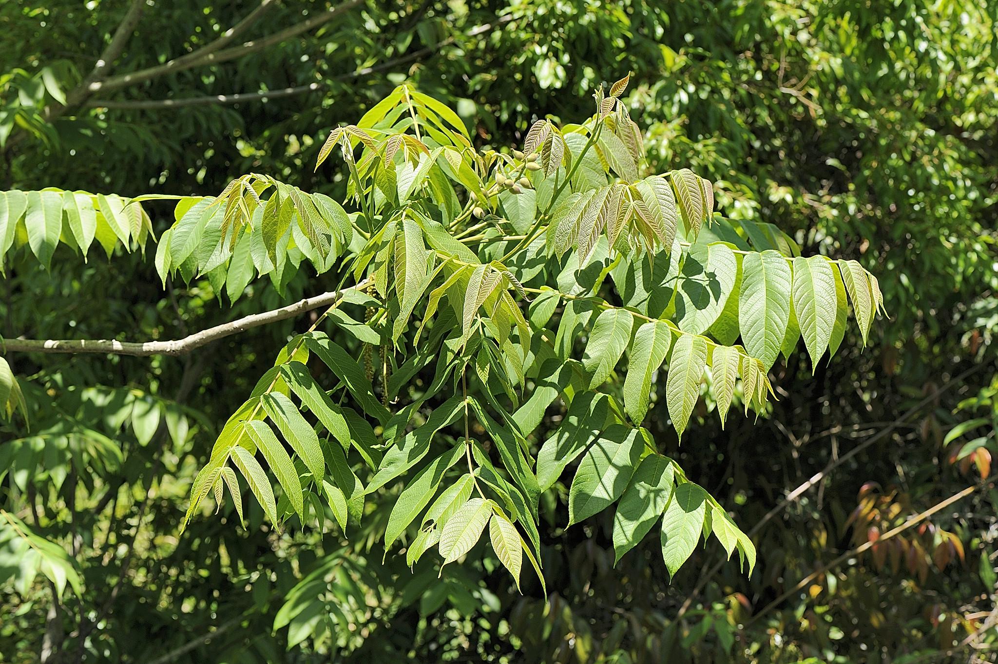 Орех маньчжурский 3 шт. (38285843)