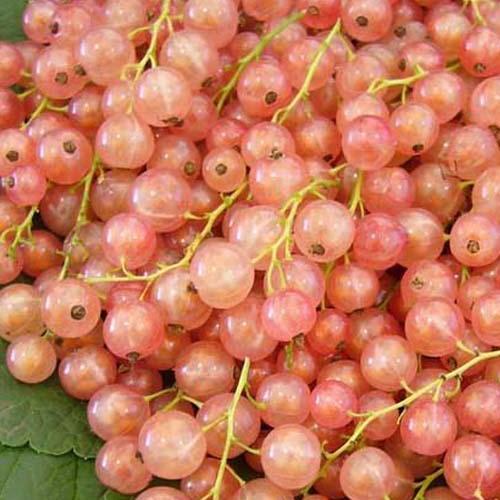 Сажанець Порічка смородина рожева Перлина Ексклюзив (38428)