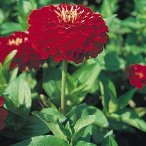 Семена цветов Benary Циния Benary's Giant Scarlet 500 шт. (BN02861-2)