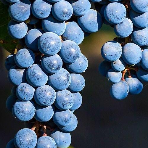 Саджанець Виноград Каберне Дорса середній винний сорт (48704)