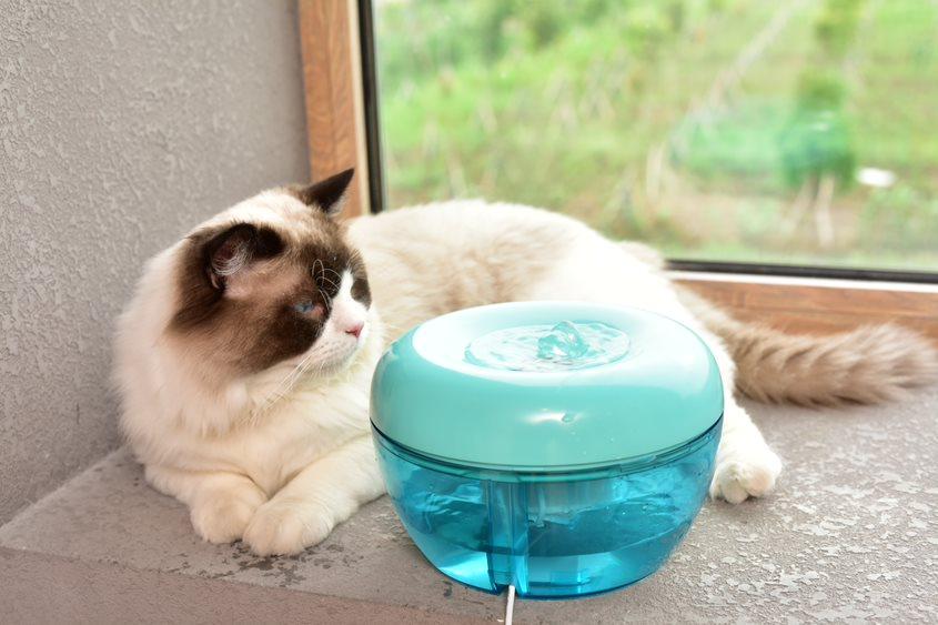 Поилка фонтан для кошек PAWOOF 1,5 л с фильтром Зеленый (1201768788) - фото 7 Поилка фонтан для кошек PAWOOF 1,5 л с фильтром Зеленый (1201768788) - фото 7