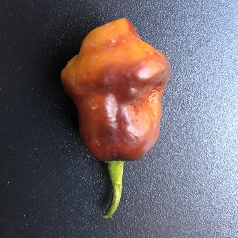 Семена перца острого Пимента де Нейде 5 шт. (00036)