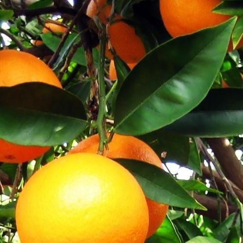 Сажанец Апельсин Навелина (45381)