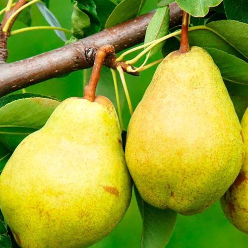 Сажанец Груша Городищенская осенний сорт/средний срок созревания (178392) Сажанец Груша Городищенская осенний сорт/средний срок созревания (178392)