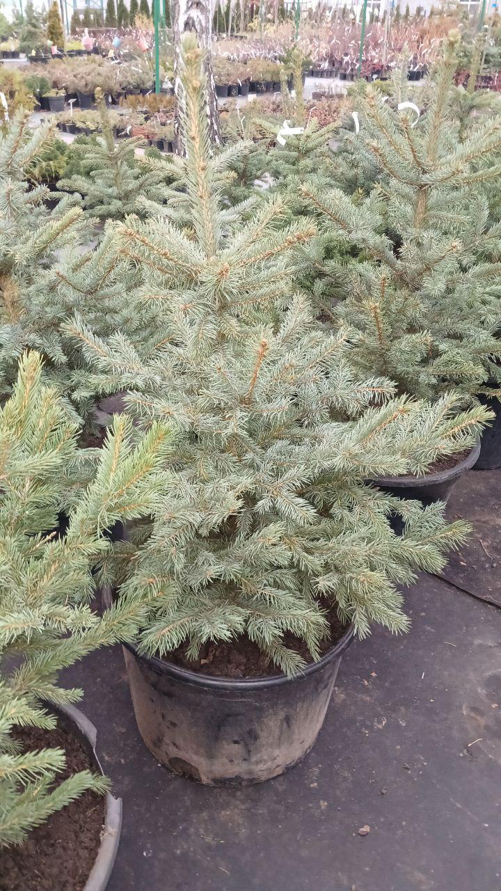 Ялинка блакитна Кейбаб 80 см - фото 2 Ялинка блакитна Кейбаб 80 см - фото 2