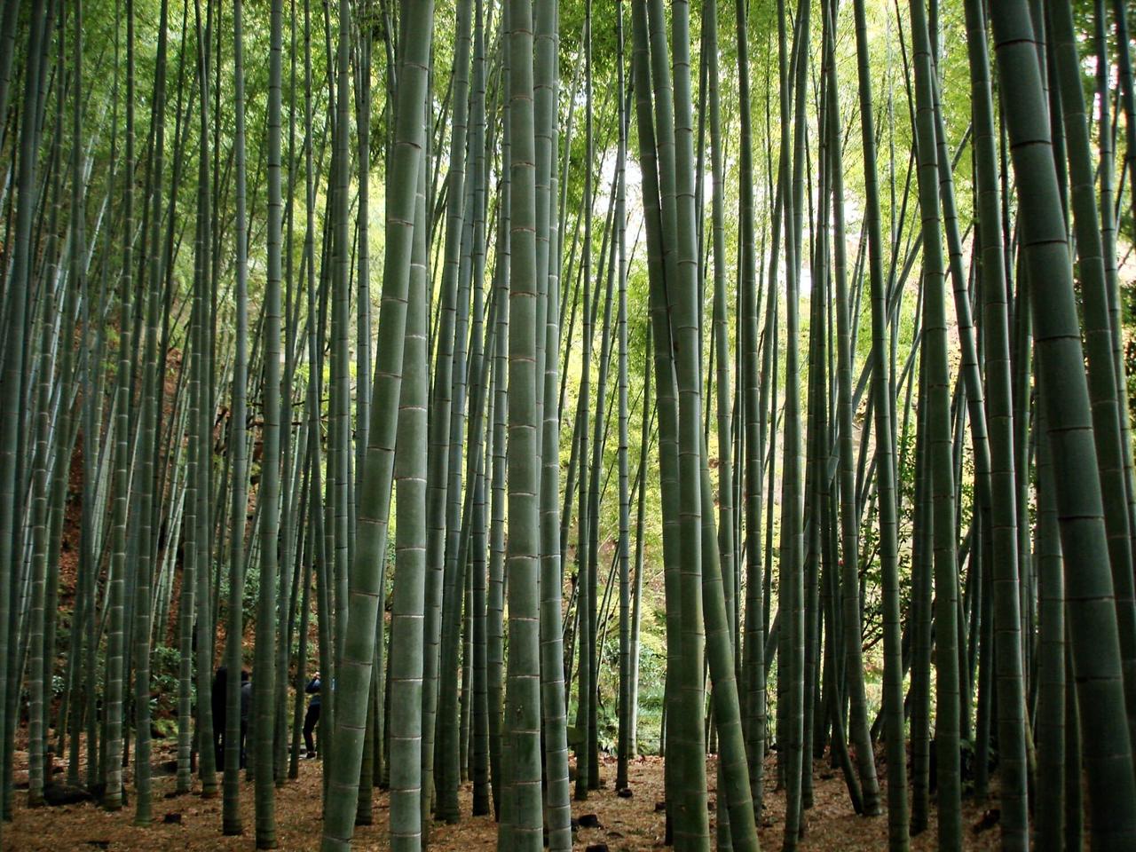 Семена Phyllostachys edulis Мосо Бамбук морозостойкий 10 шт. (2287113678) - фото 3