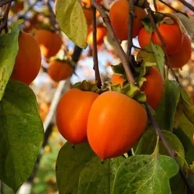 Саджанець хурми Шарон (2088866866)