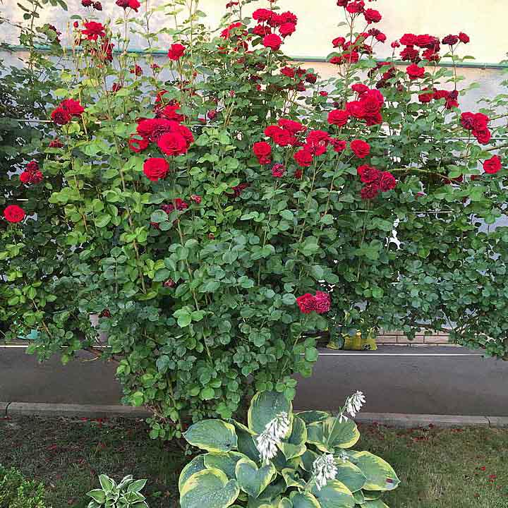 Опора для растений шпалера садовая 1600х1750 мм d 20 мм/d 12 мм (ШС-D20/D12-1600*1750) - фото 4