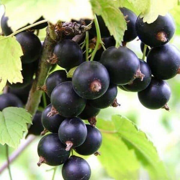 Саджанець смородини чорної Казкова (2090732009)