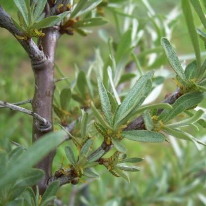 Саджанець обліпихи Подільська чоловічий середня (1228258817) Саджанець обліпихи Подільська чоловічий середня (1228258817)