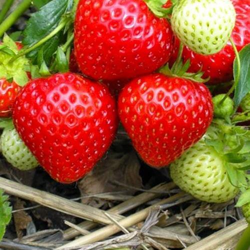 Сажанец Клубника ярко-красная Свит Чарли Sweet Charlie премиальный крупноплодный сорт раннего срока созревания (51184)