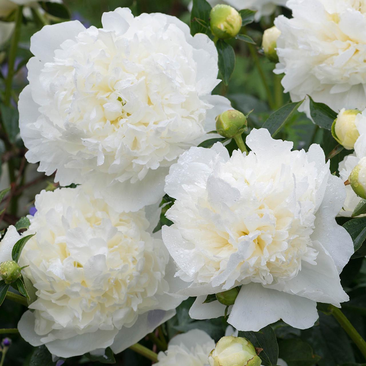 Півонія Сара Бернар Вайт Sarah Bernhardt White 3 шт. (38296291)