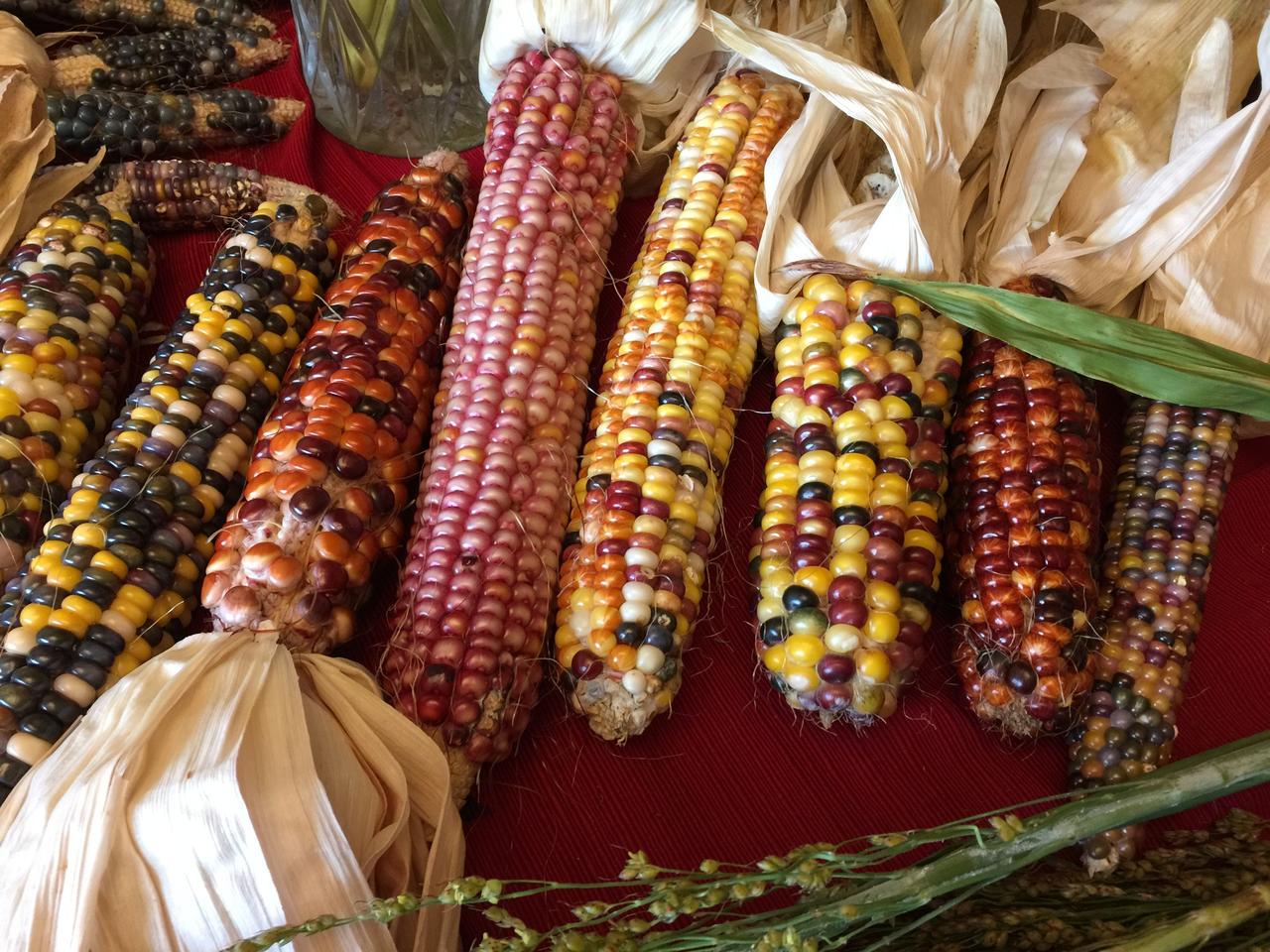 Насіння кукурудзи Giant indian corn 5 шт. (2148640329)