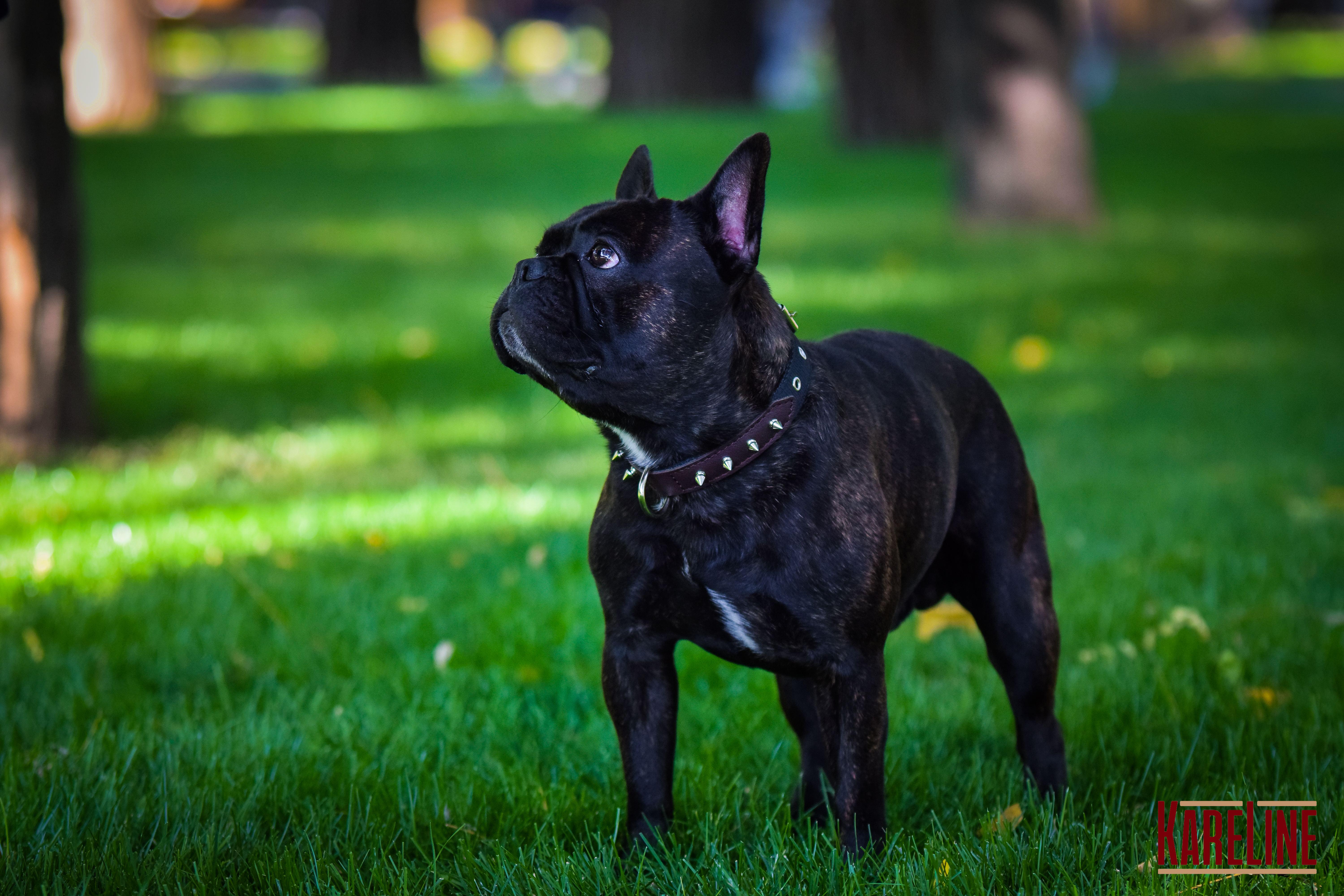 Ошейник KareLine и натуральной кожи с заклепками 25 мм 370-440 мм (6603/12) - фото 5 Ошейник KareLine и натуральной кожи с заклепками 25 мм 370-440 мм (6603/12) - фото 5
