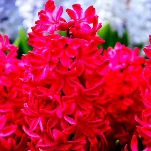 Гіацинт Florium Red Glory (18241) - фото 2 Гіацинт Florium Red Glory (18241) - фото 2