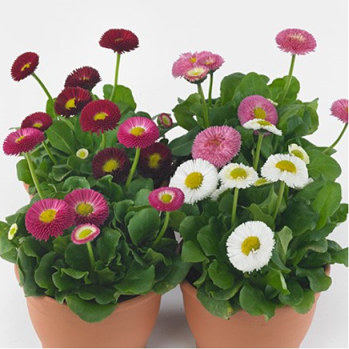Семена цветов Benary Маргаритка BellaDaisy Mix 500 шт. (BN11629-2)
